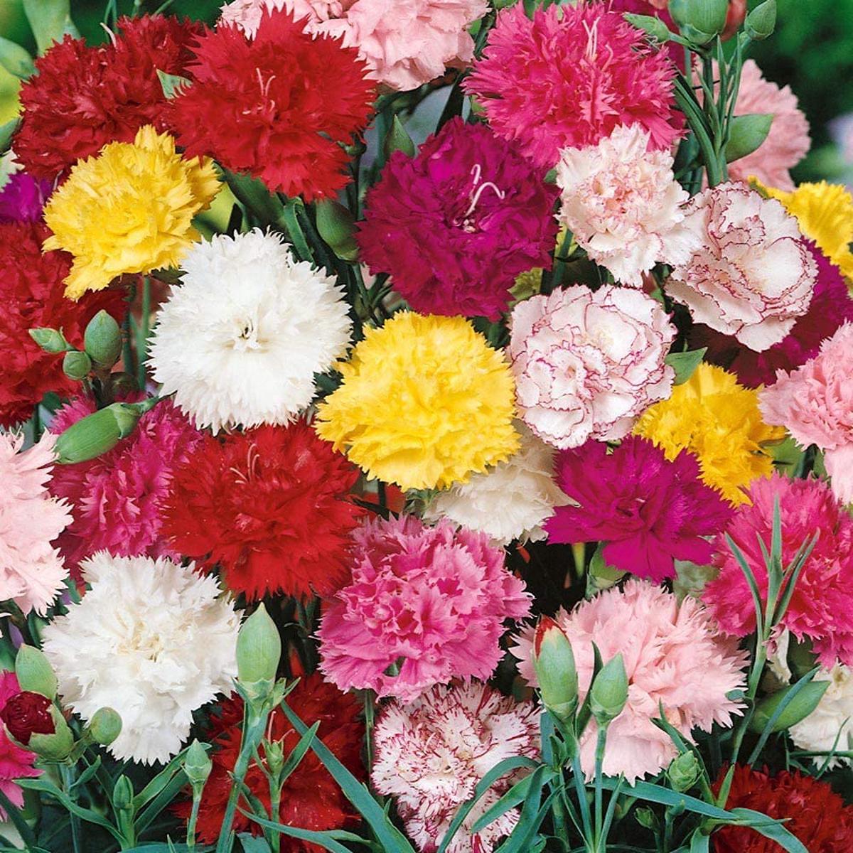16-Color Carnation Seeds  Dianthus Caryophyllus Perennial Flower