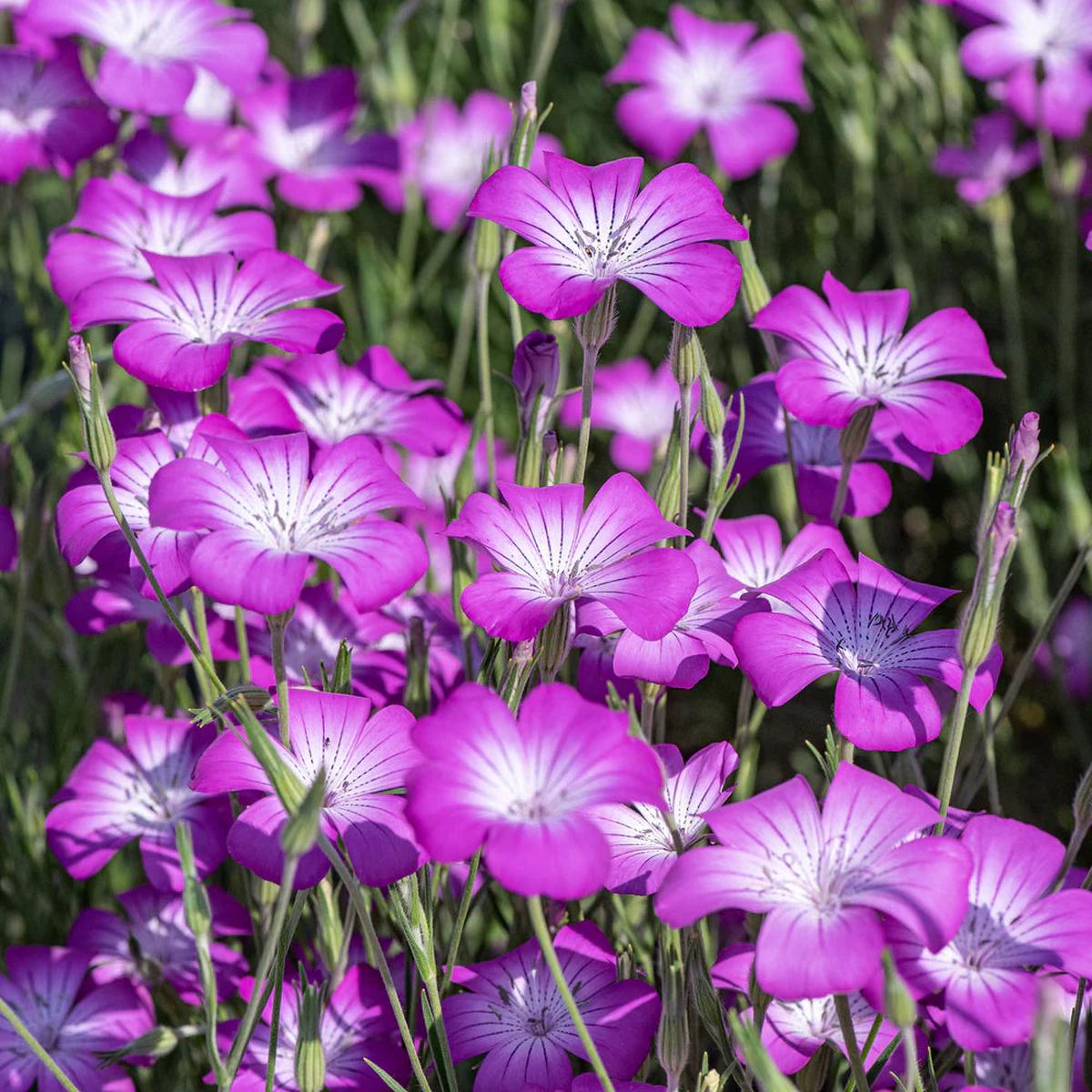 Agrostemma Purple Flower Seeds for Planting  Organic, Heirloom, Non-GMO Seeds