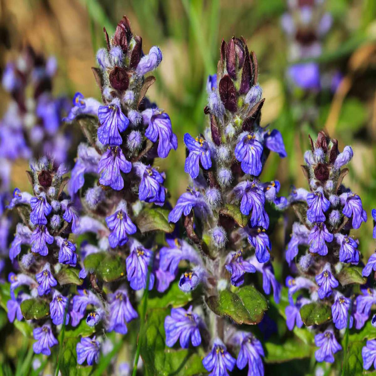 Ajuga Reptans Blue Planting Seeds