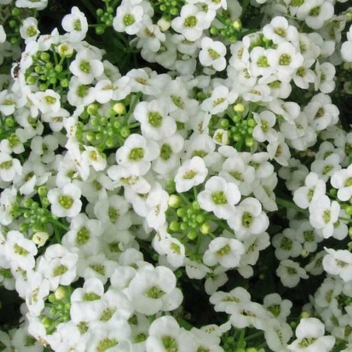 Alyssum Sweet CARPET OF SNOW Perennial White Seeds Heirloom, Non-GMO, High Germination Organic Garden Seeds