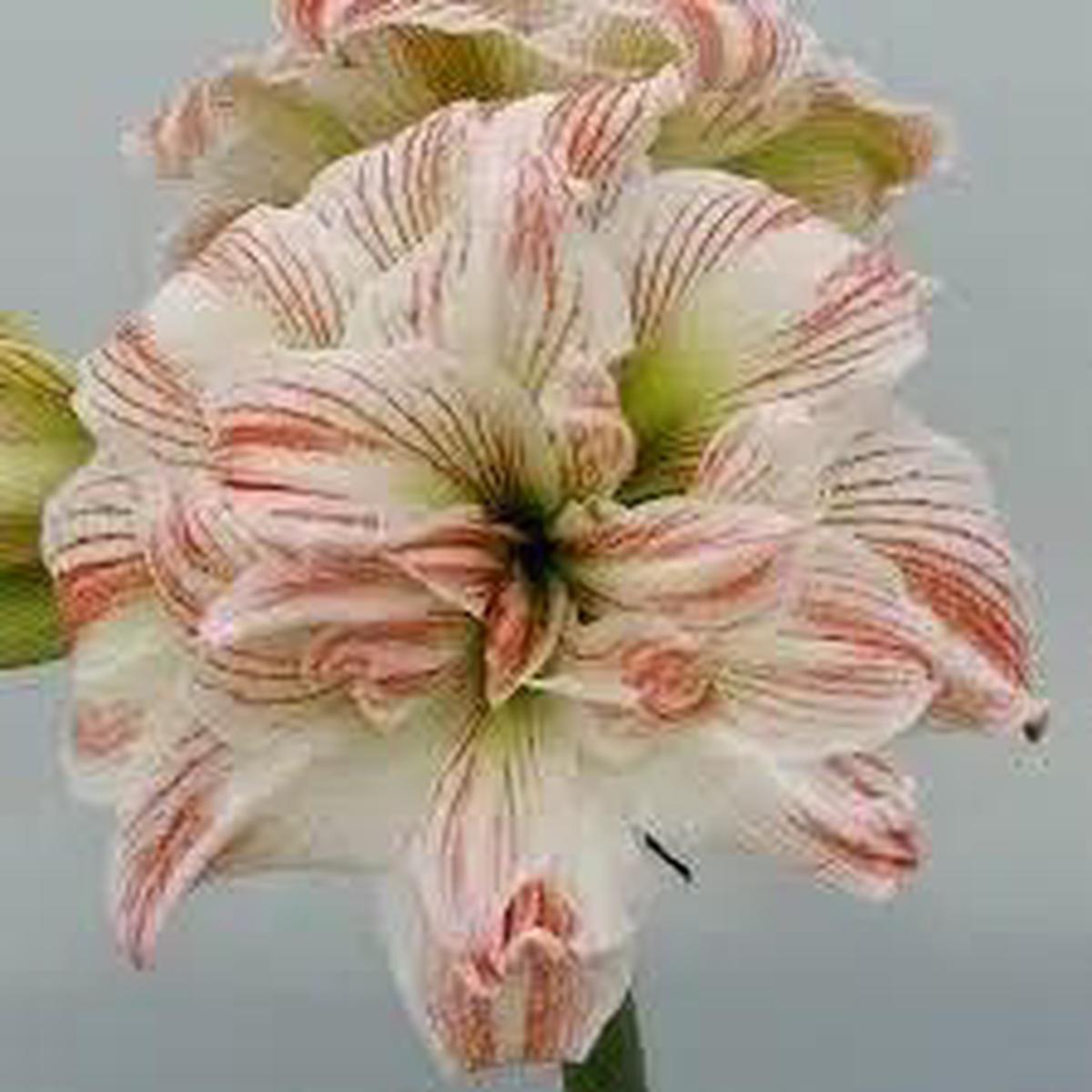 Amaryllis Barbados Flower Seeds  Non-GMO, Heirloom Blooms for Tropical Garden Planting