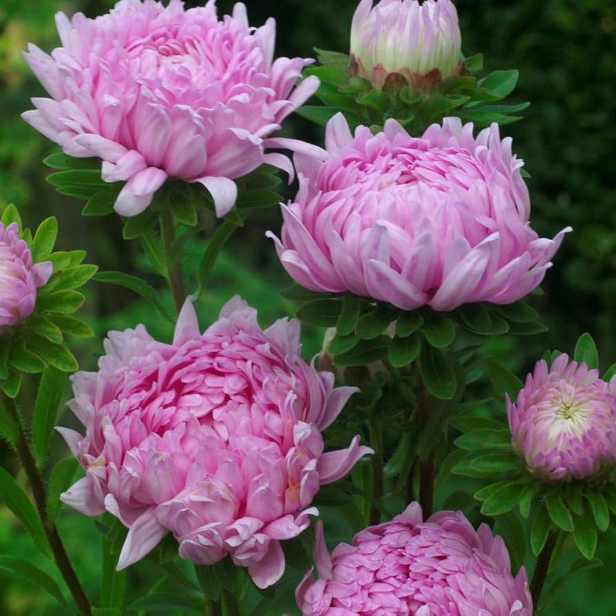 Aster Callistephus Chinensis Paeony Duchess Scarlet Planting Flower Bed Flower Seeds