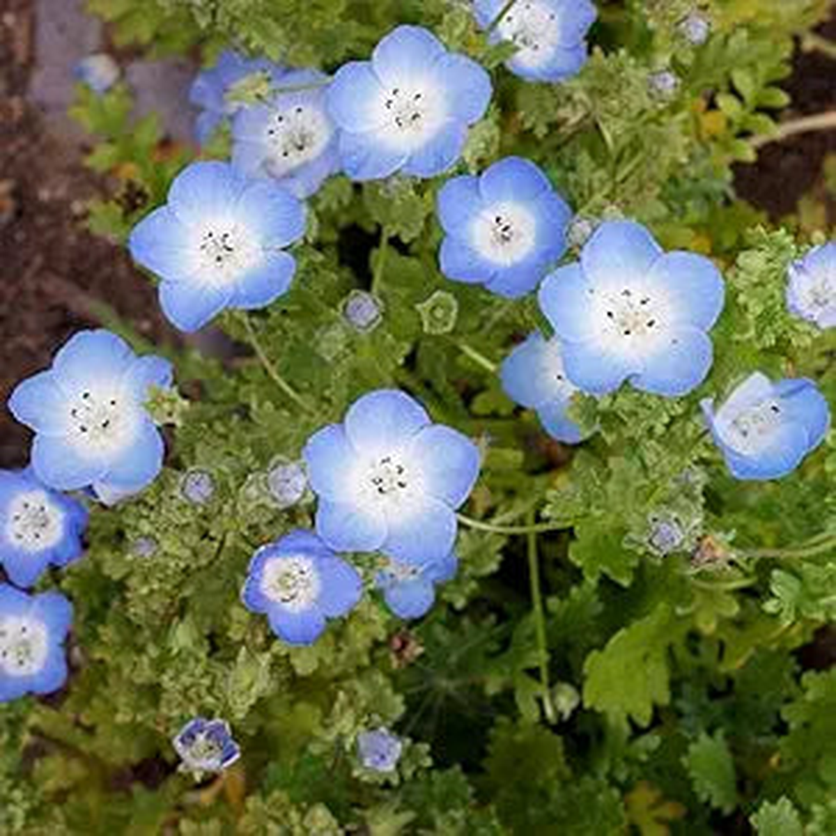Baby-blue Eyes Seeds (Nemophila Menziesii) for Charming, Blue Blooms