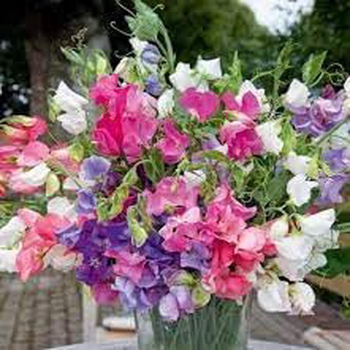 Bijou Flower Seeds for Planting Fresh, Organic, Heirloom, Non-GMO Dwarf Garden Blooms