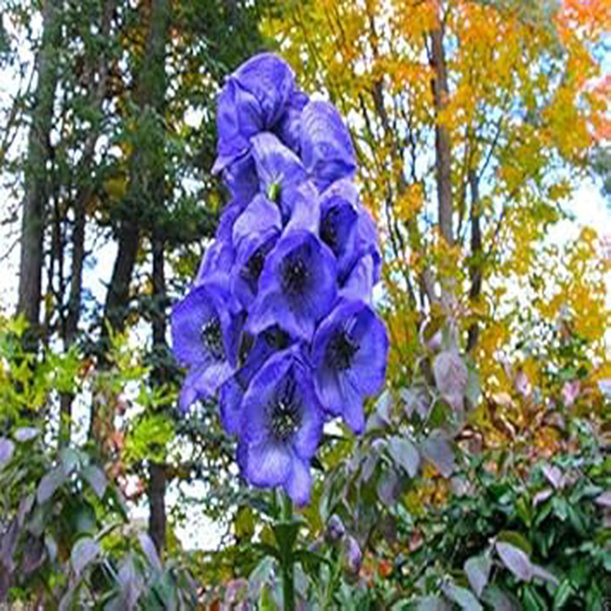 Blue Monkshood Flower Seeds for Planting Rare Perennial Garden Blooms
