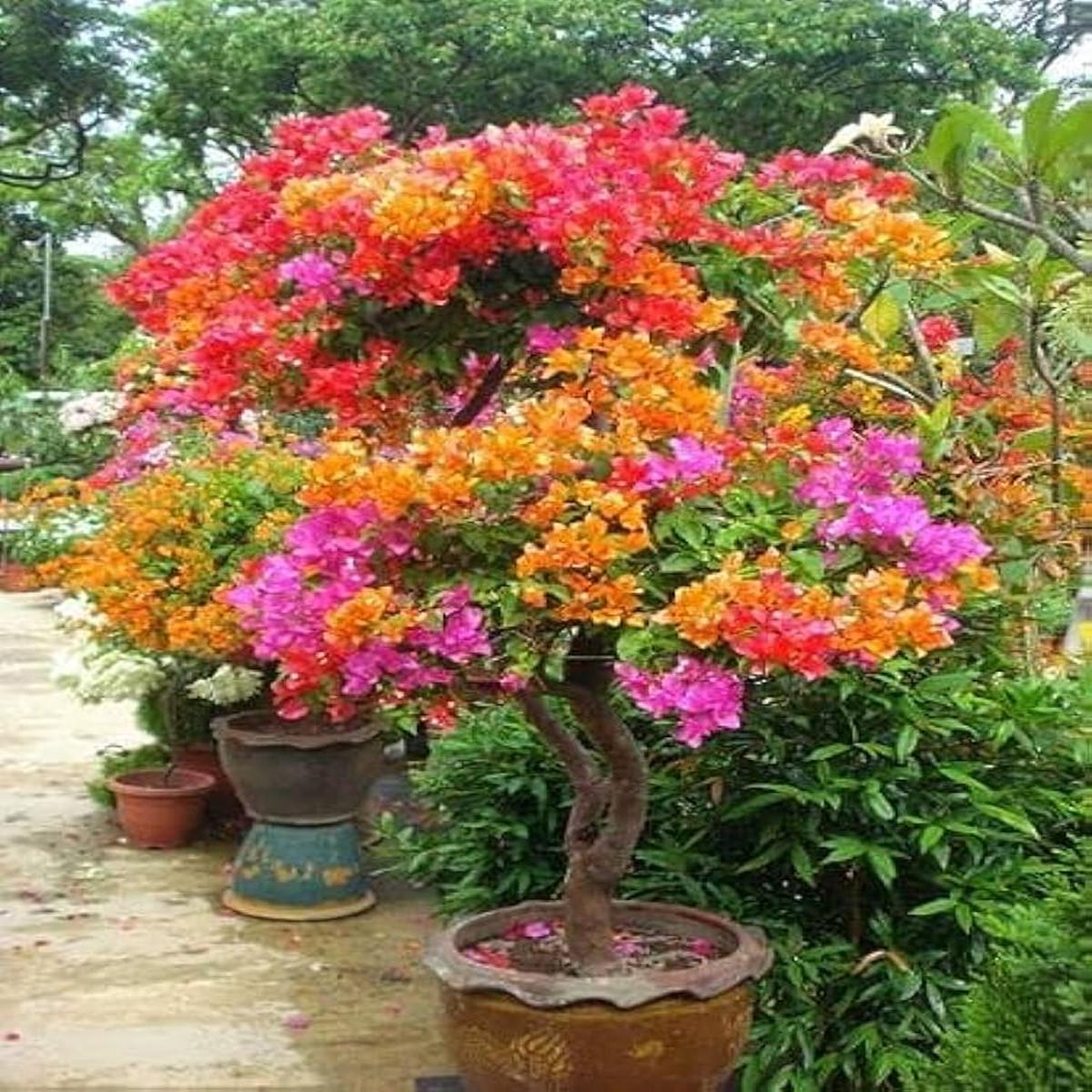 Bougainvillea Mixed Colour Flower Seeds for Planting  Heirloom, Non-GMO, High Germination Organic Garden Seeds
