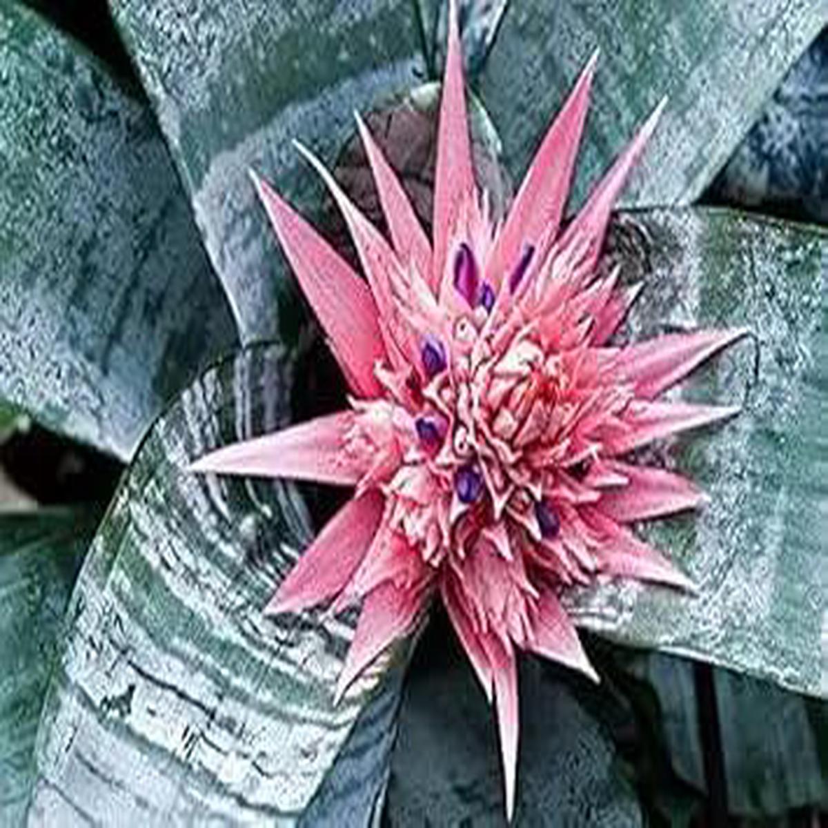 Bromeliad Tillandsia Pink Seeds for Planting NON GMO Seeds
