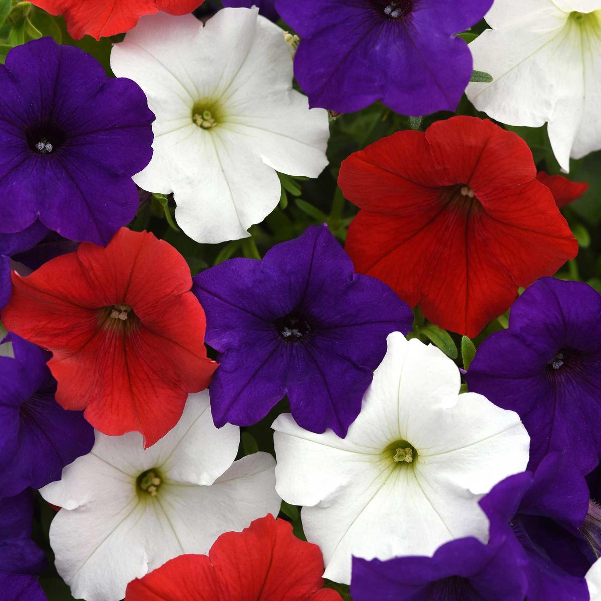 Bulk Petunia Seeds - Easy Wave The Flag Mix