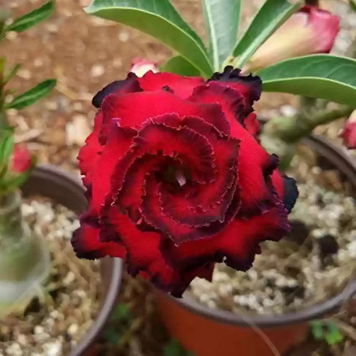 Burgundy Adenium Flower seeds for Planting Bright Blooms Heirloom & GMO Free Seeds for Home Garden Sale