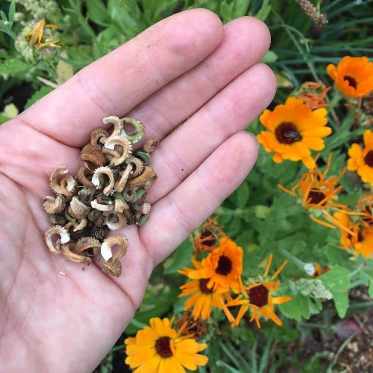 Calendula Flower Seeds for Planting home garden flower bed