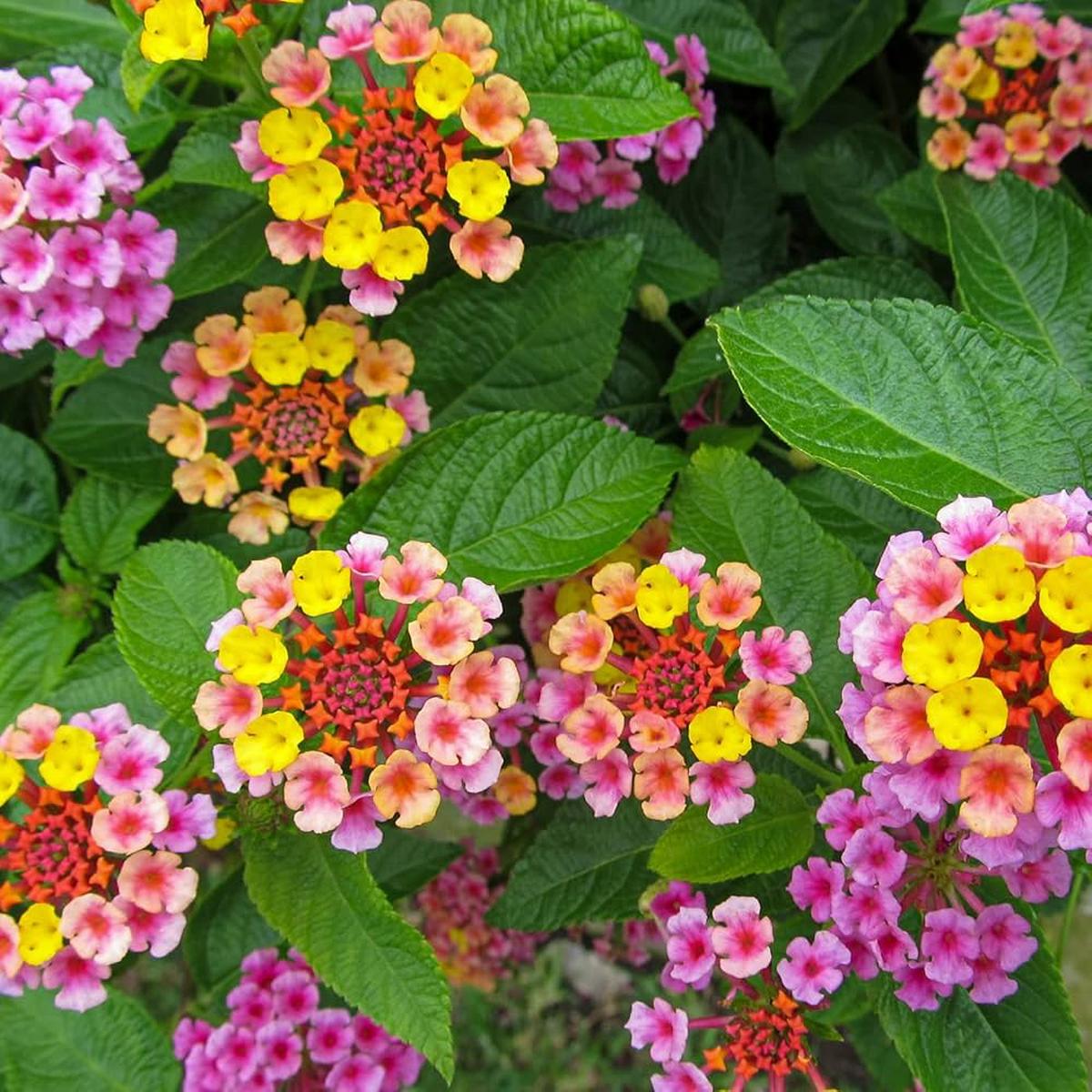 Camara Flower Seeds for Planting  Cut Flower Favorite, Heirloom, Non-GMO, High Germination Organic Garden Seeds