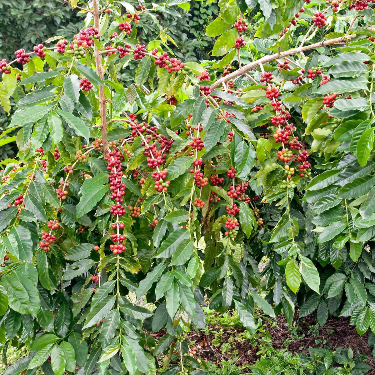 Coffee Seeds