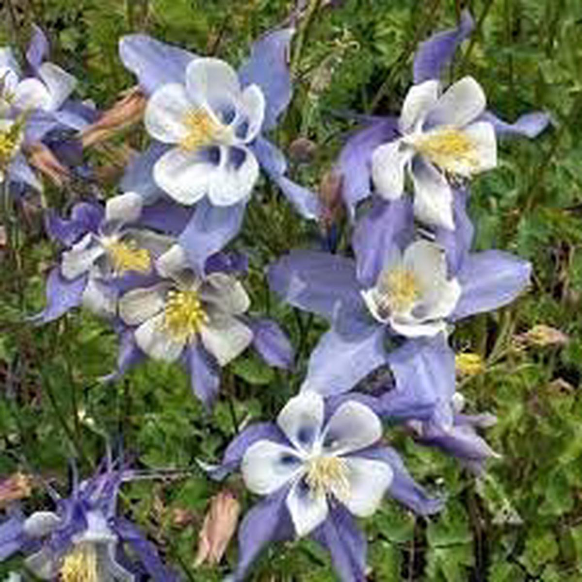 Columbine Flower Seeds for Planting Heirloom, Non-GMO, Drought-Tolerant Organic Garden Seeds