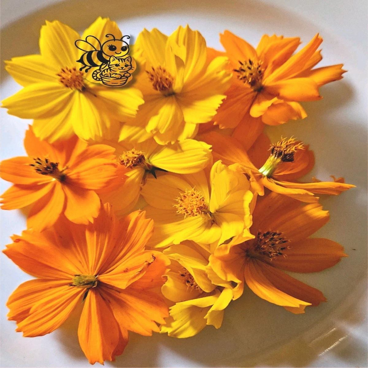 Cosmos Seeds Yellow & Orange  Heirloom, Non-GMO, High Germination Organic Garden Seeds