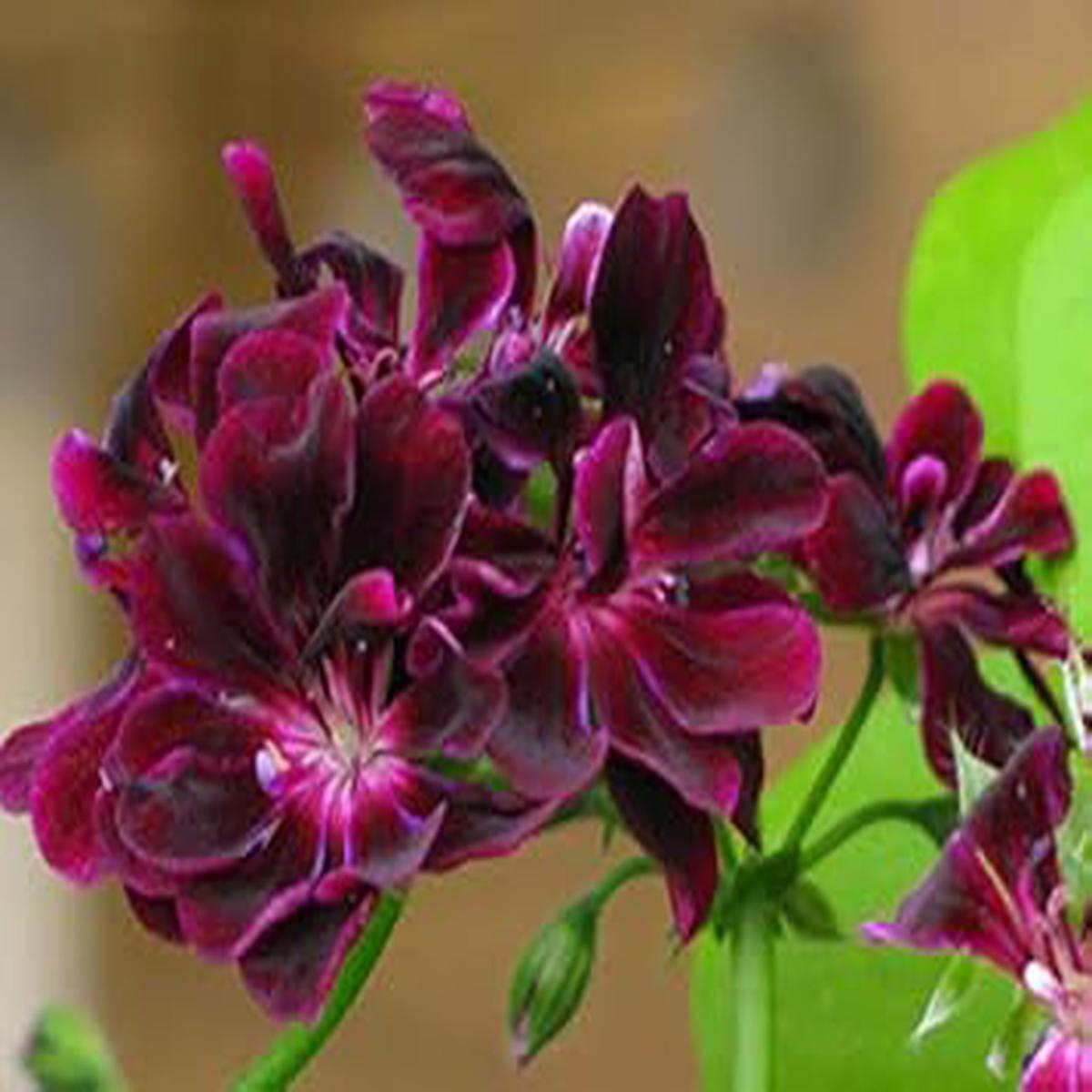 Dark Pink & Black Geranium Flower Seeds for Planting Heirloom, Non-GMO, High Germination Decorative Garden Bloom Seeds