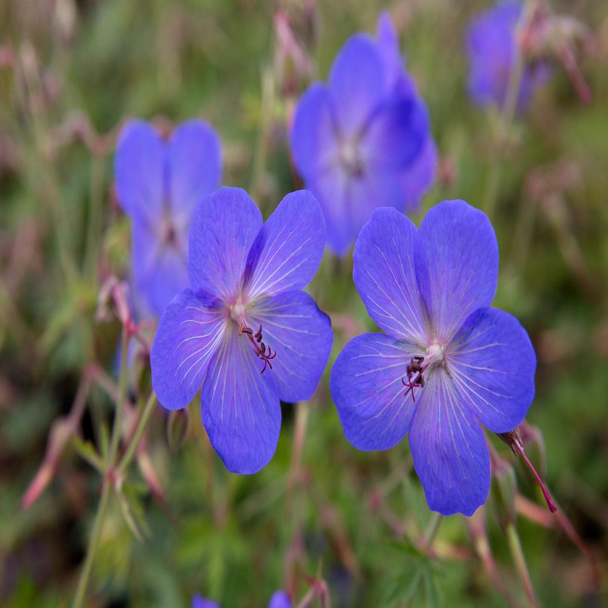 Deep Blue Geranium Flower Seeds for Planting | Heirloom Non-GMO High Germination Organic Garden Seeds