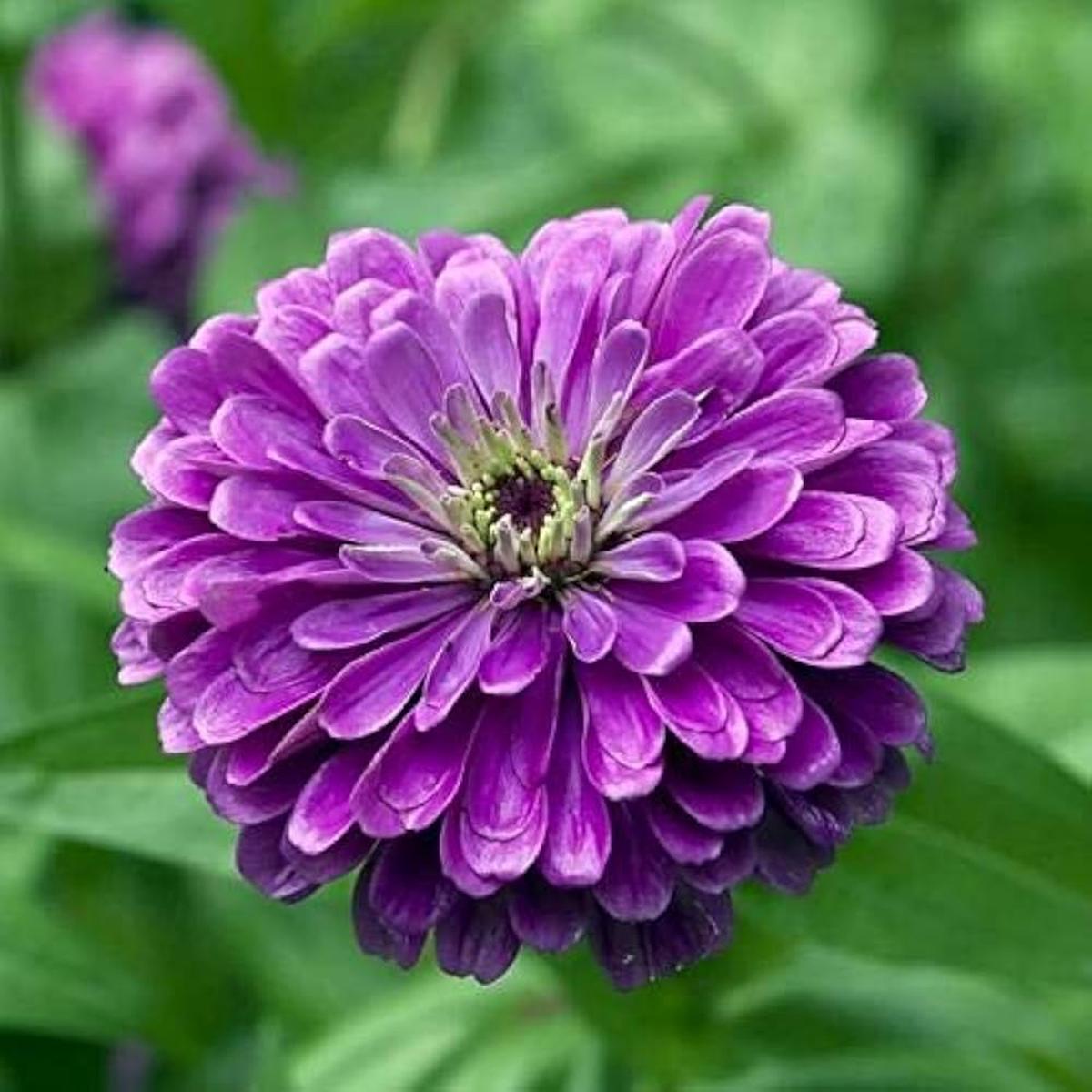 Deep Purple Zinnia Flower seeds for Planting - Compact Growth, Heirloom & GMO Free Seeds for Home Garden Sale