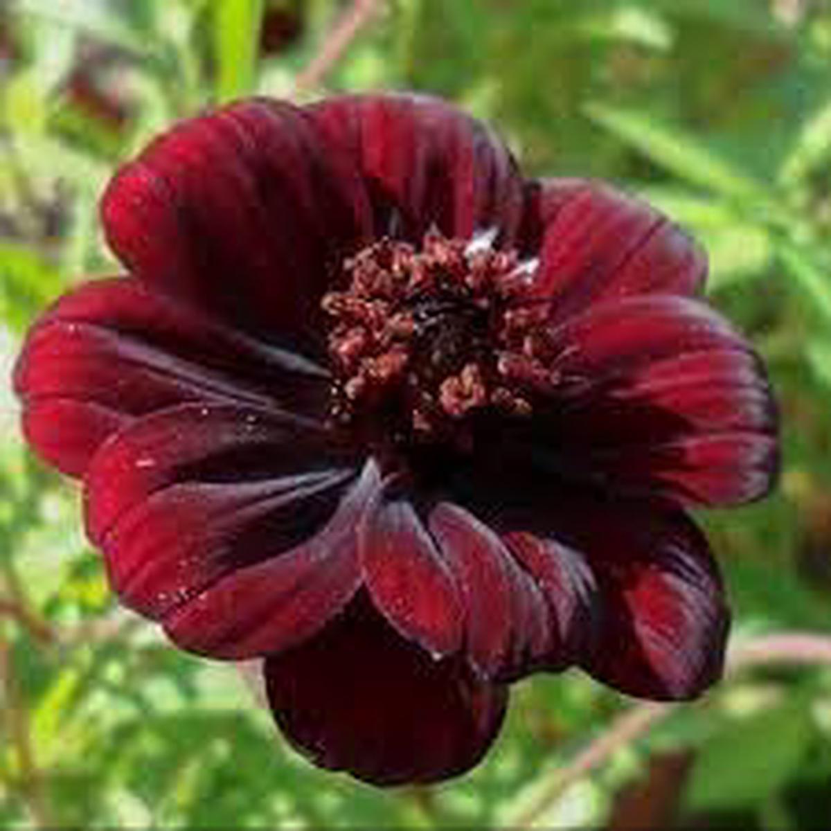 Dichondra Cosmos Flower Seeds for Planting | Heirloom Non-GMO High Germination Organic Garden Seeds