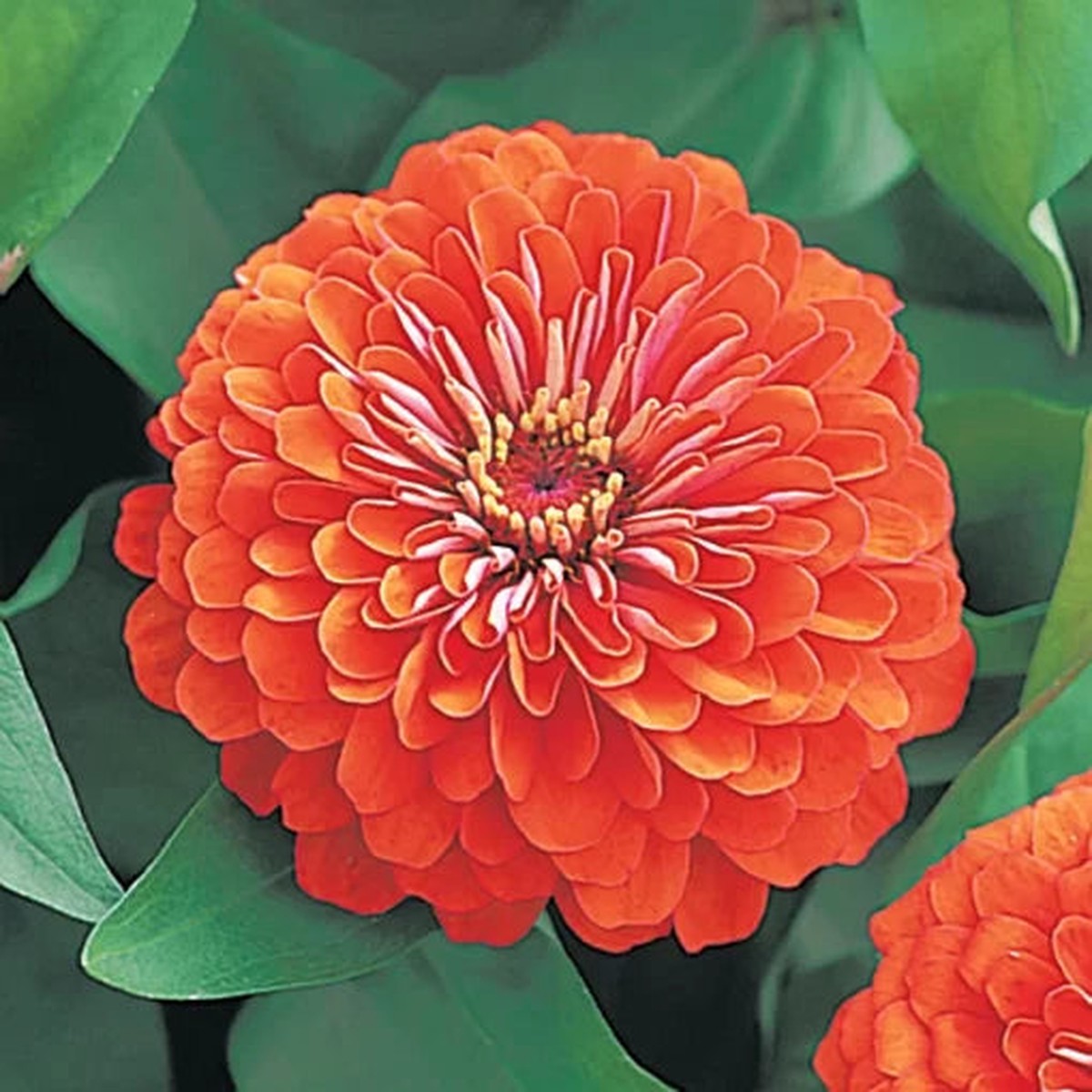 Dreamland Coral Zinnia Seeds | Coral Pink Hybrid Garden Zinnias Heirloom, Non-GMO, High Germination Organic Garden Seeds