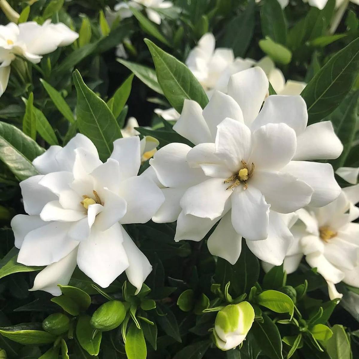 Gardenia Jasminoides Flower Seeds for Planting  Heirloom, Non-GMO, Easy to Grow, Fragrant