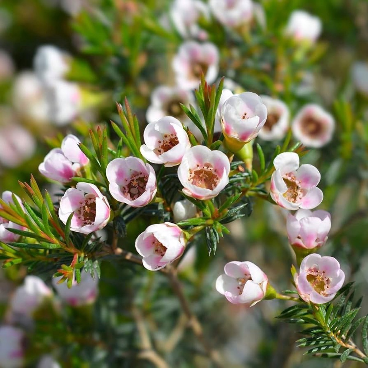 Geraldtons Flower seeds for Planting Seasonal Bloomer Heirloom & GMO Free Seeds for Home Garden Sale
