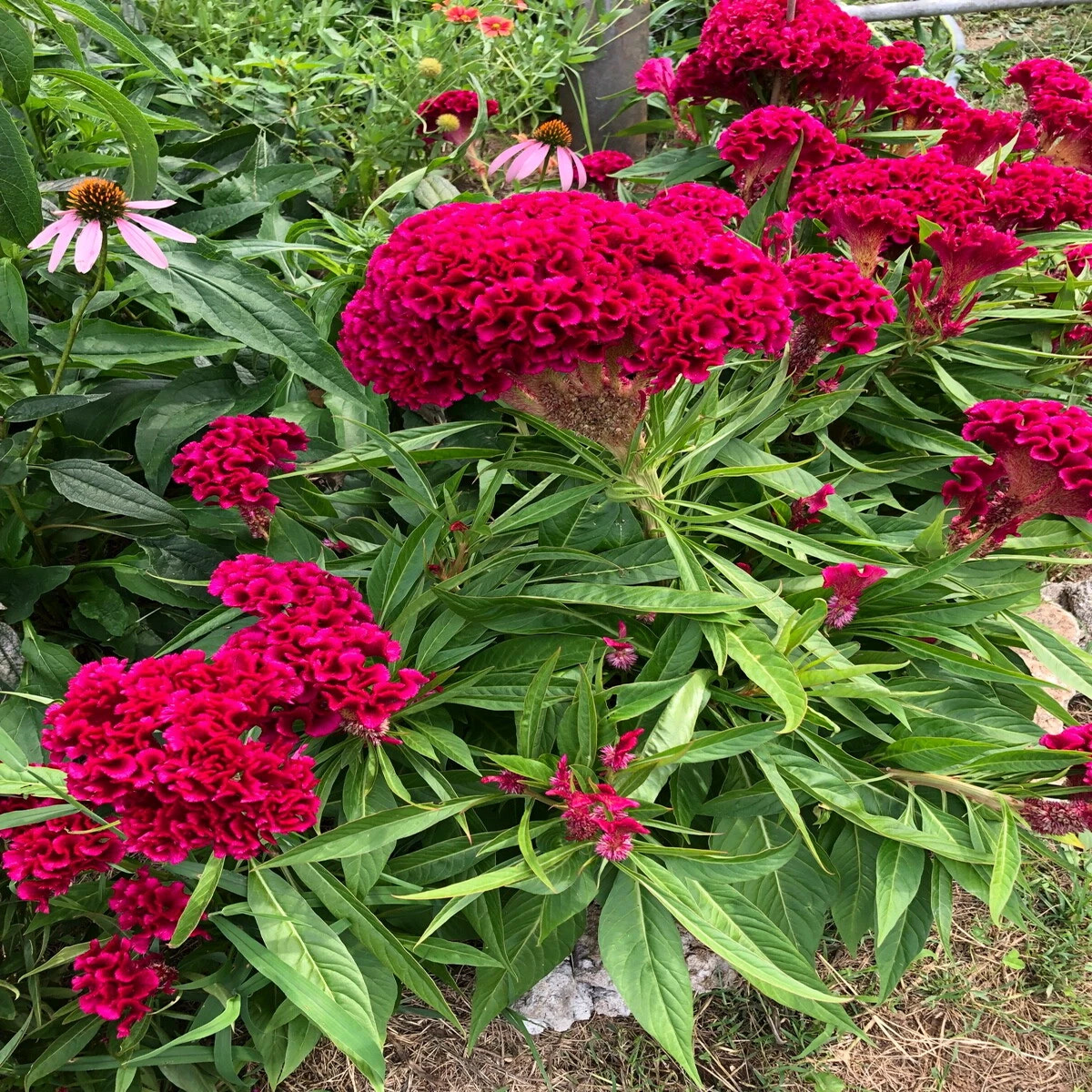 Giant Celosia Cristata Fuchsia Amish Cockscomb Edible Flower Seeds  Heirloom, Non-GMO, High Germination Organic Garden Seeds