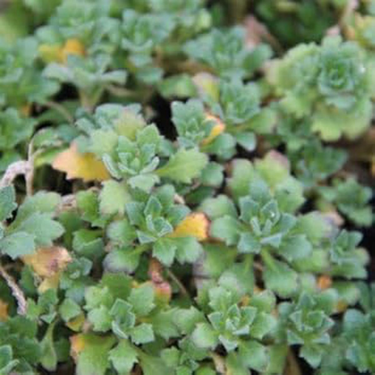 Green Aubrieta Flower Seeds for Planting Heirloom, Non-GMO, Organic Garden Seeds with High Germination