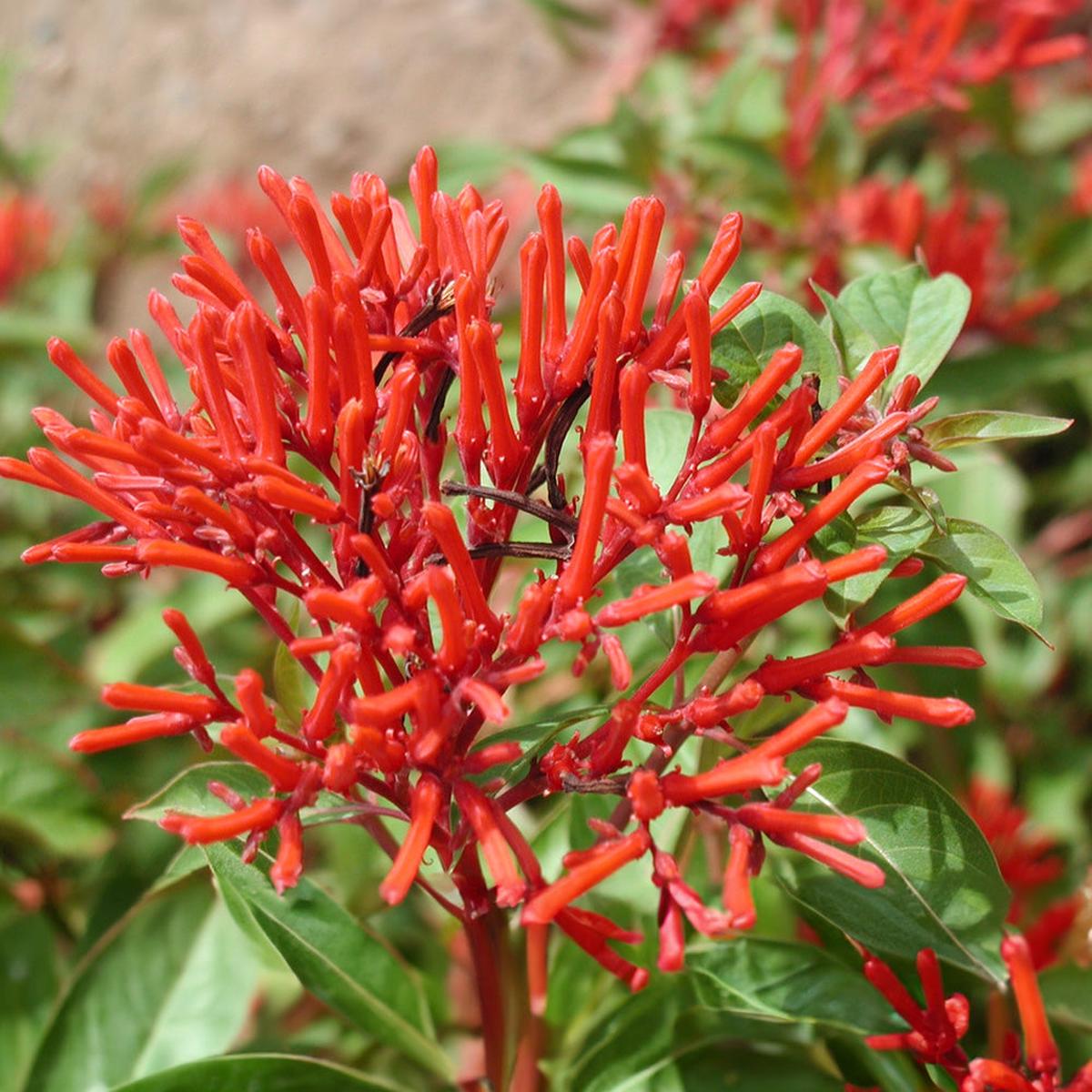 Hamelia Patens Flower seeds for Planting Fragrant Blossoms Heirloom & GMO Free Seeds for Home Garden