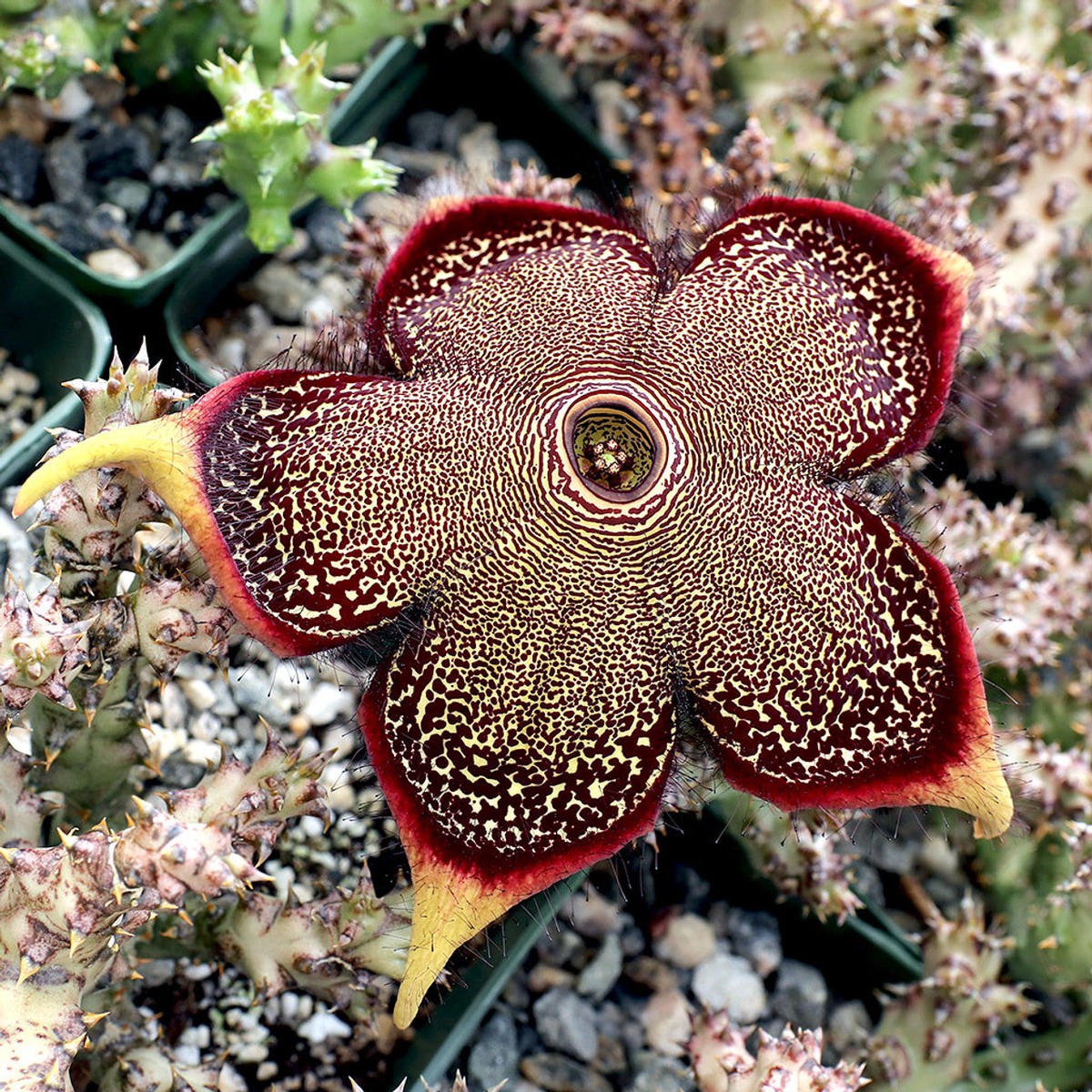 Heirloom Edithcolea Flower Seeds for Planting - Non-GMO Succulent Bloom High Germination Organic Garden Seeds
