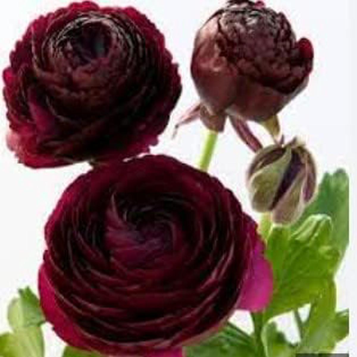 Heirloom Non-GMO Burgundy Ranunculus Flower Seeds High Germination Lush Layered Blooms for Planting