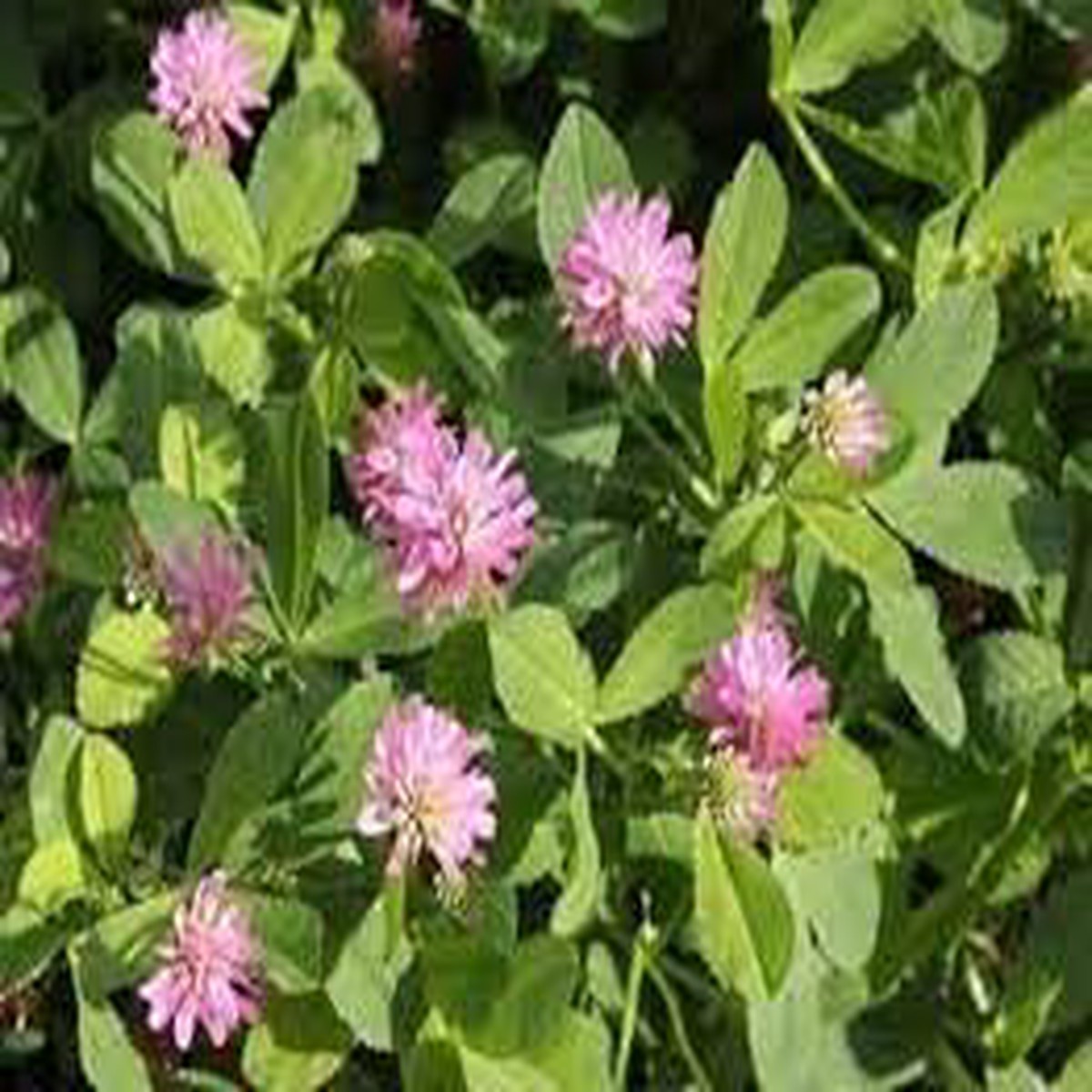 Heirloom Non-GMO Persian Clover Flower Seeds for Planting  Blooms for Pollinator Gardens