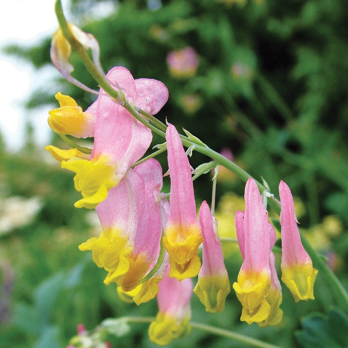 Heirloom Non-GMO Pink Rock Harlequin Flower Seeds for Woodland Wildflower Garden Plantin