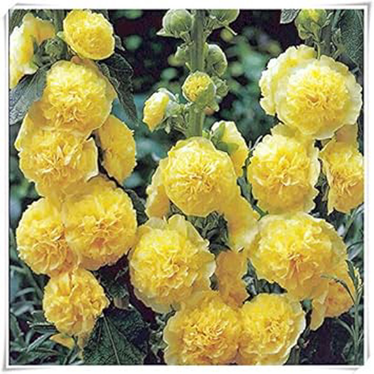 Heirloom Non-GMO Yellow Perennial Bonsai Plant Seeds for Planting Miniature Tree Seeds