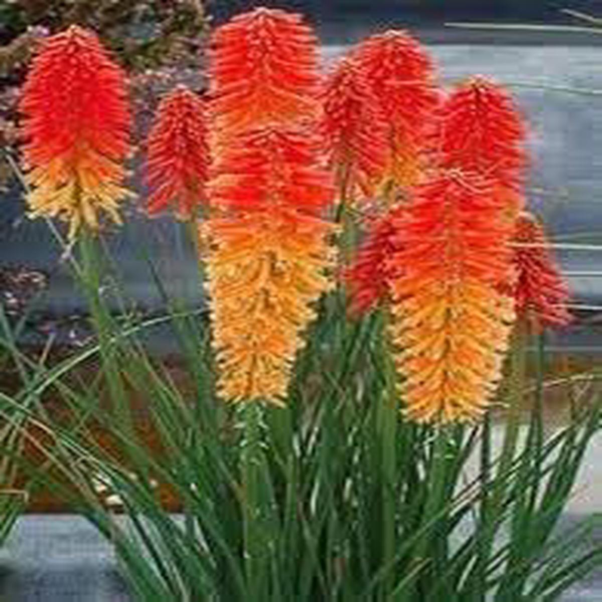 Heirloom Poker Flower Seeds Non-GMO, High Germination Organic Garden Seeds