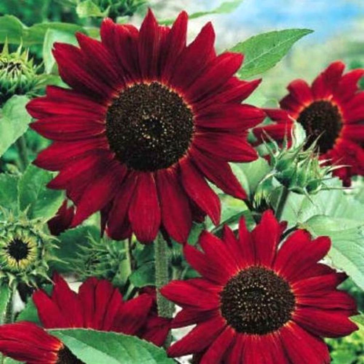 Heirloom Seeds Grattacielo Helianthus Brown - Edible Sunroot for Garden Projects