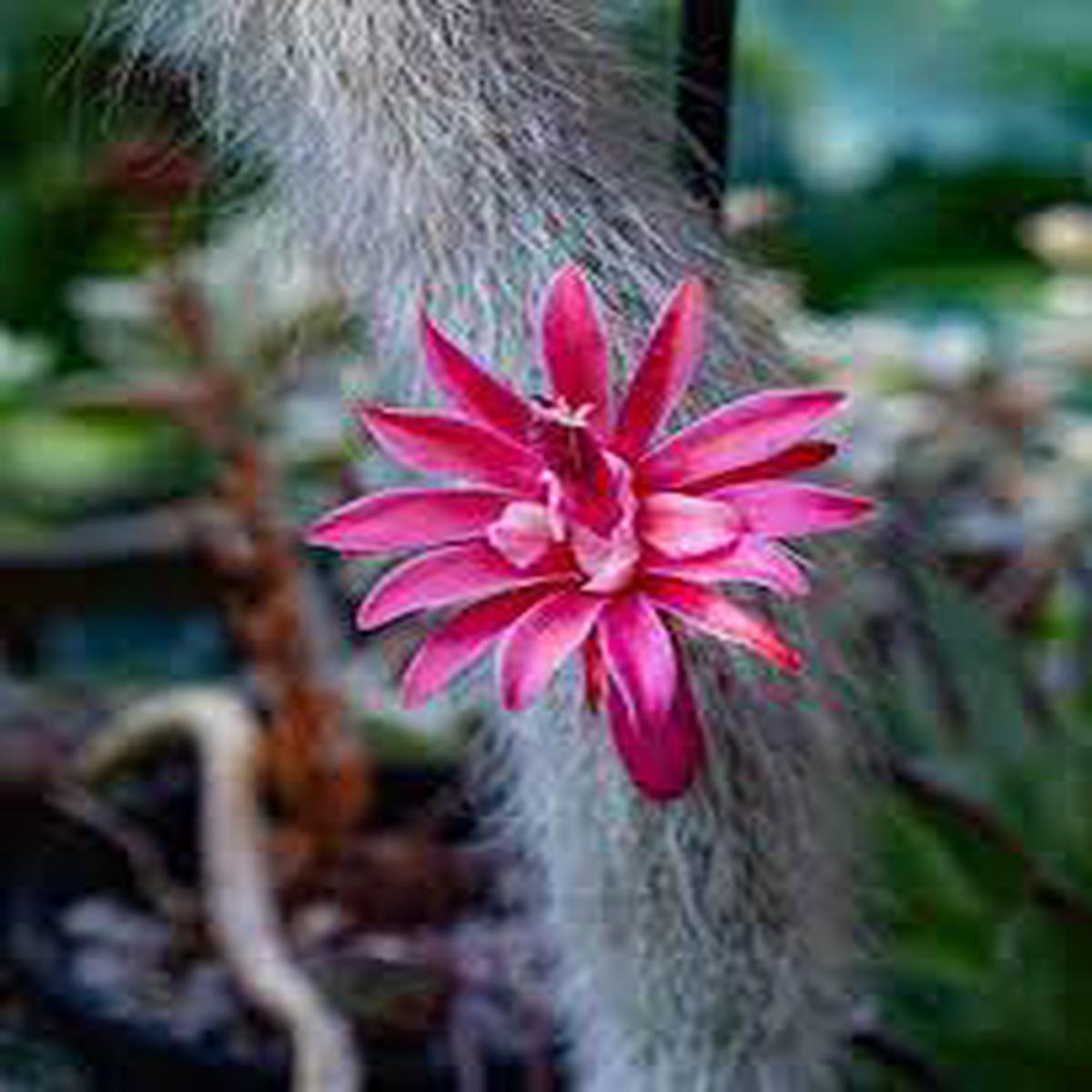 Hildewintera Colademononis- Monkey Tail Cactus - Cactus Flower seeds for Planting - Bright Blooms, Heirloom & GMO Free Seeds for Home Garden
