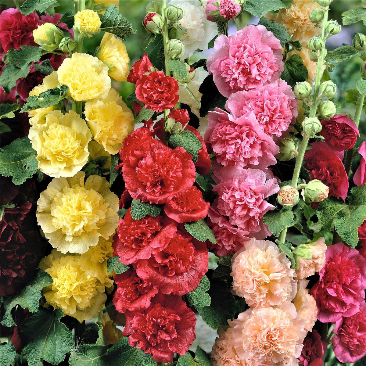 Hollyhock Seeds - Chaters Double