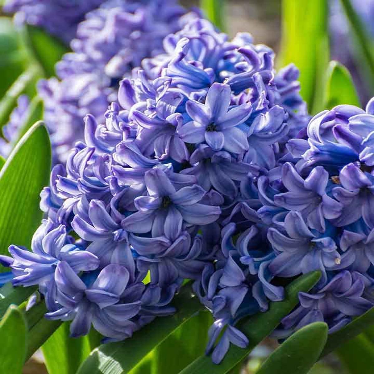 Hyacinthus Blue Flower Seeds for Planting  Organic, Heirloom, Non-GMO Seeds