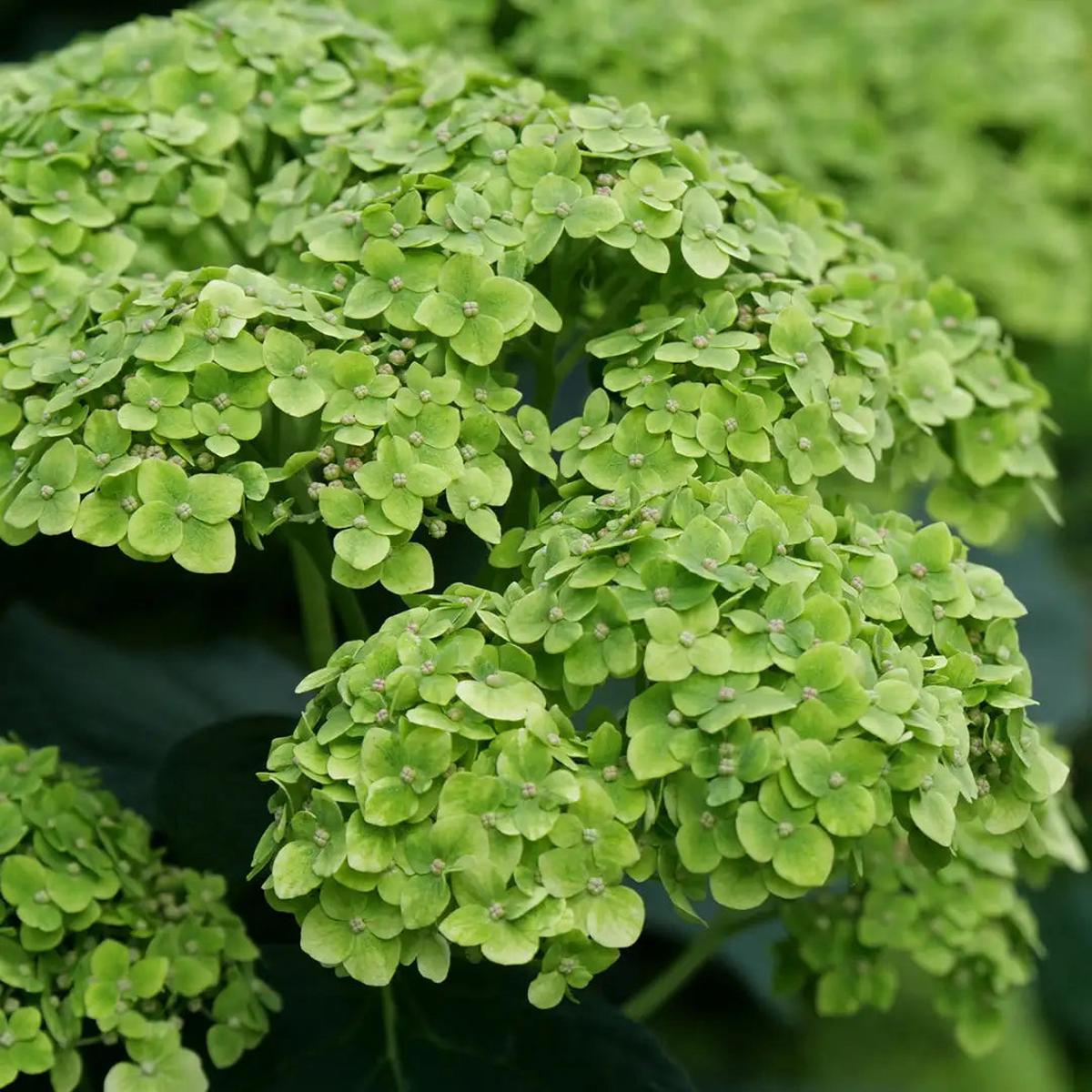 Hydrangea Flower seeds for Planting Cut Flower Favorite Heirloom & GMO Free Seeds for Home Garden