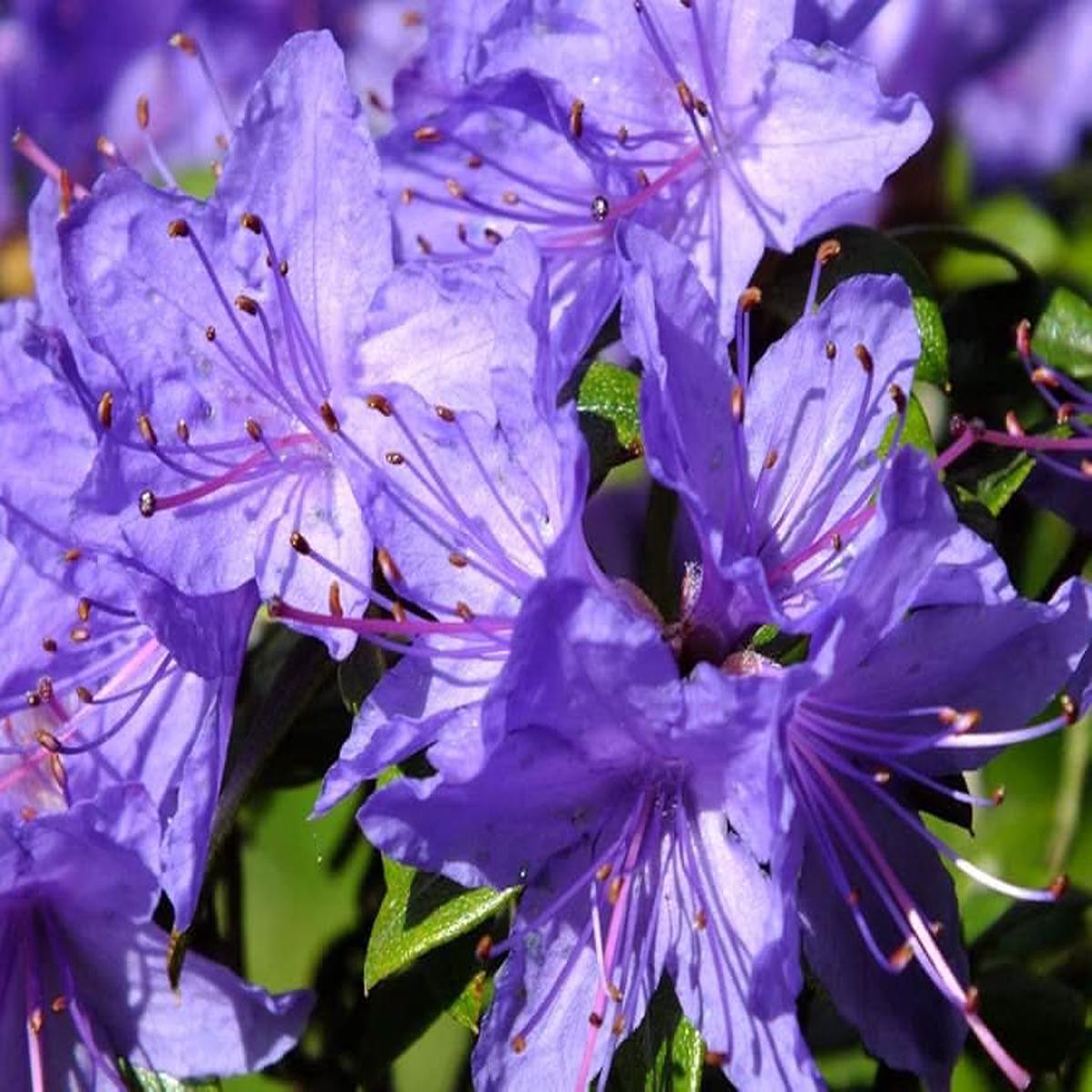 Japanese Azalea Rhododendron Flower For Home And Garden Planting Flower Seeds for Home Garden