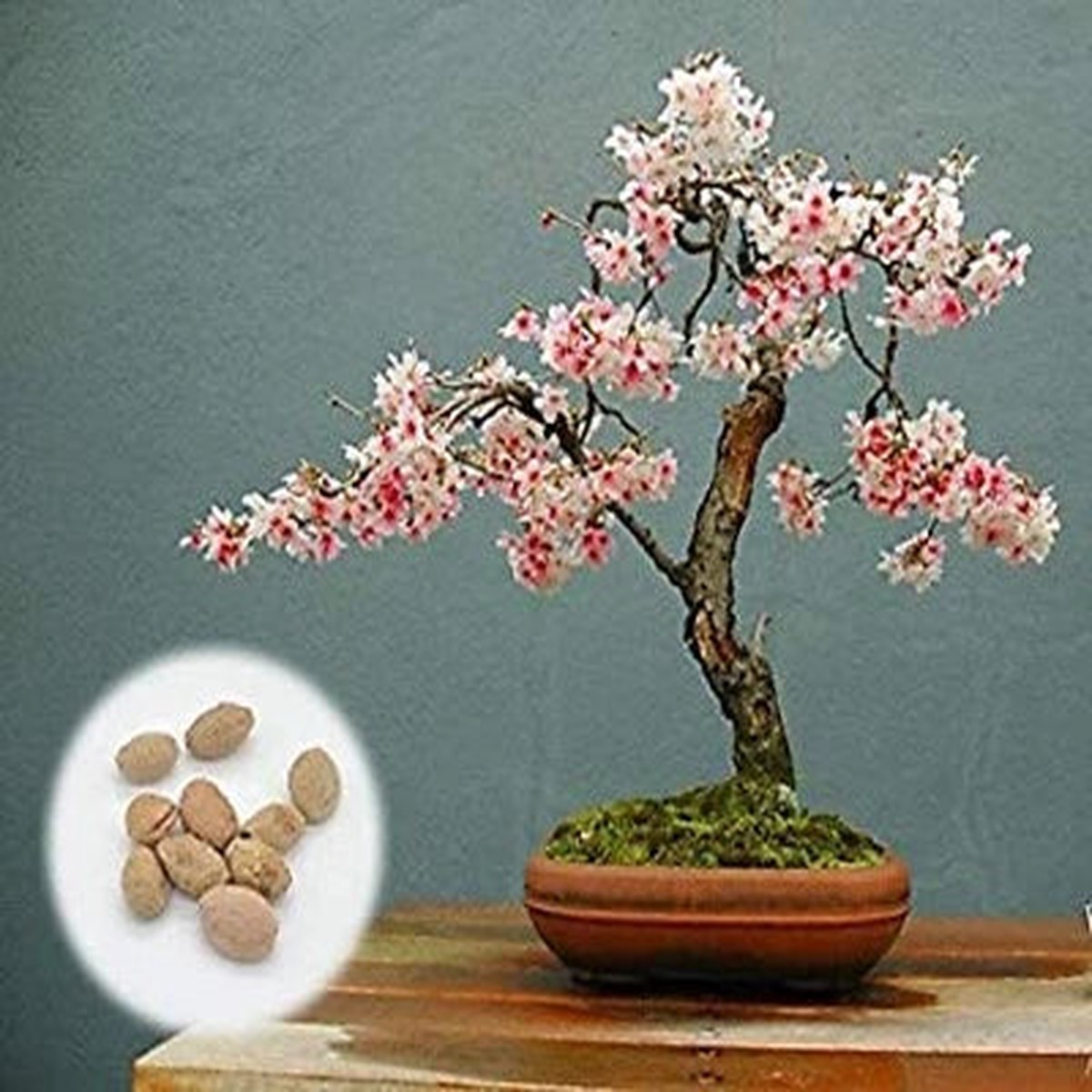 Japanese Flowering Cherry Blossom Bonsai Planting Fresh Exotic Rare Bonsai Heirloom Non Gmo