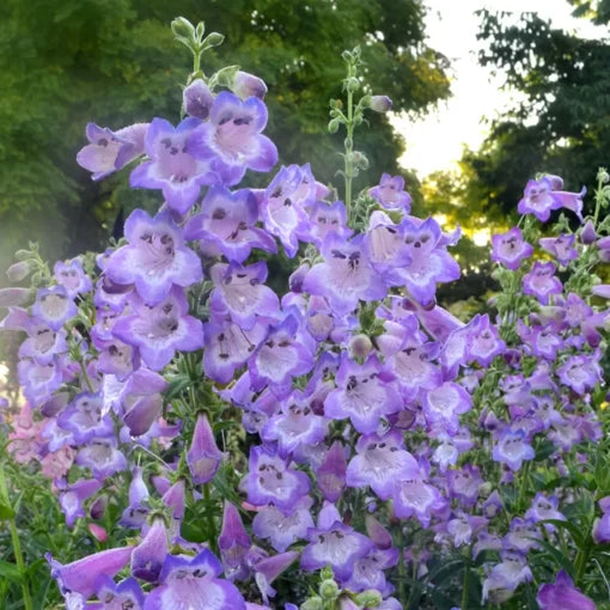 Lavender Penstemon Seeds | Cha Cha Light Purple Beardtongue  Heirloom, Non-GMO, High Germination Organic Garden Seeds