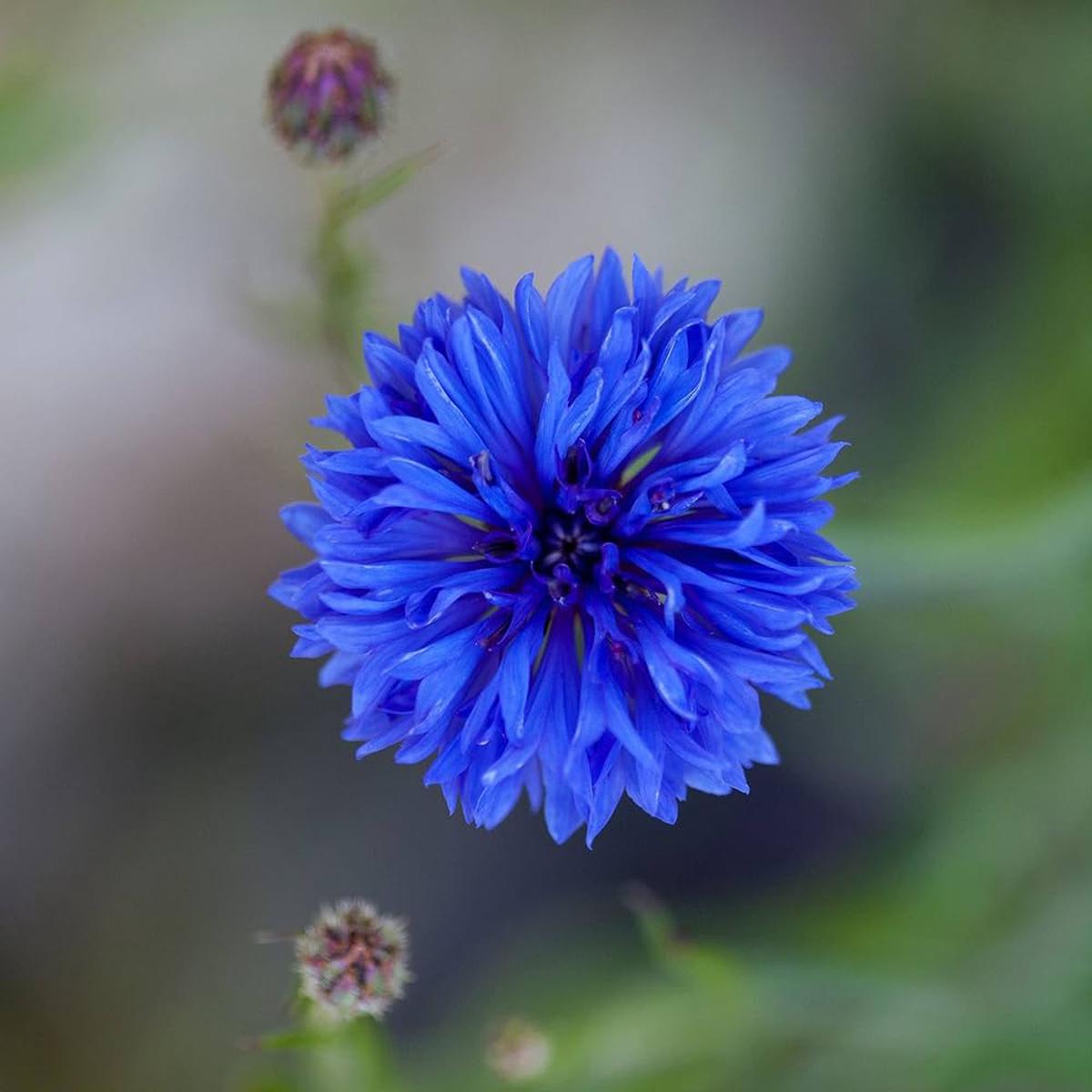 Light Blue Cornflower Seeds Centaurea cyanus for Planting in Garden & Flower Bed