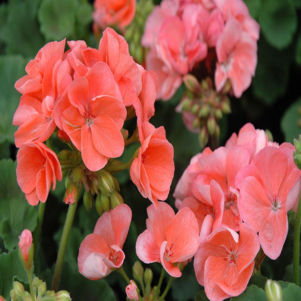 Light Orange Geranium Seeds for Planting - Vibrant Flower Garden Addition