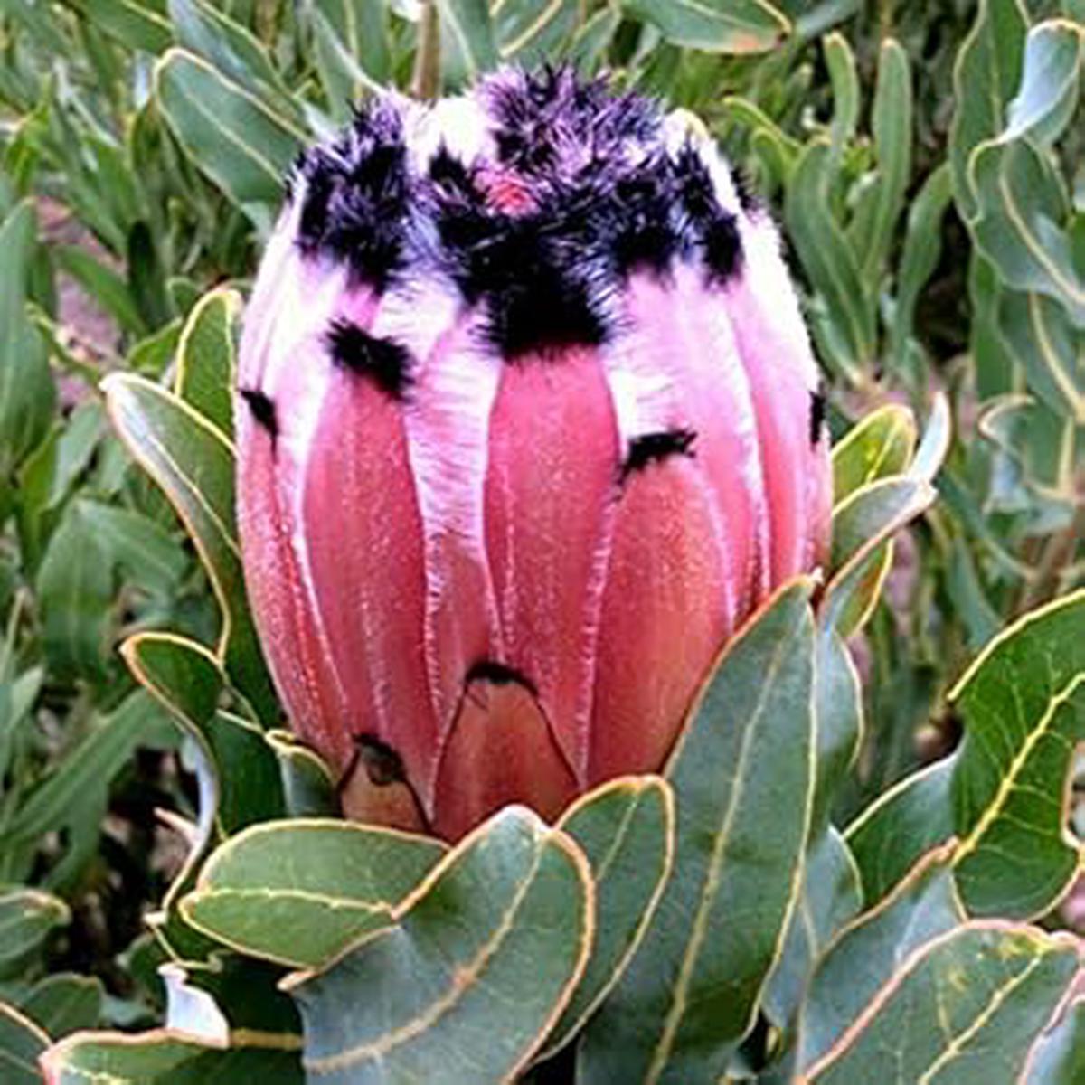 Light Pink Black Neriifolia Flower Seeds for Planting Heirloom Non-GMO, High Germination Organic Garden Seeds