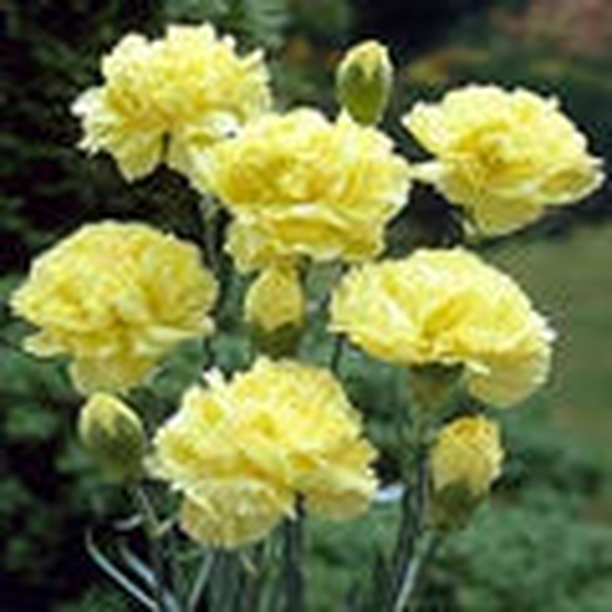 Light Yellow Carnations Flower Seeds for Planting Pollinator Friendly Heirloom Non-GMO Seeds