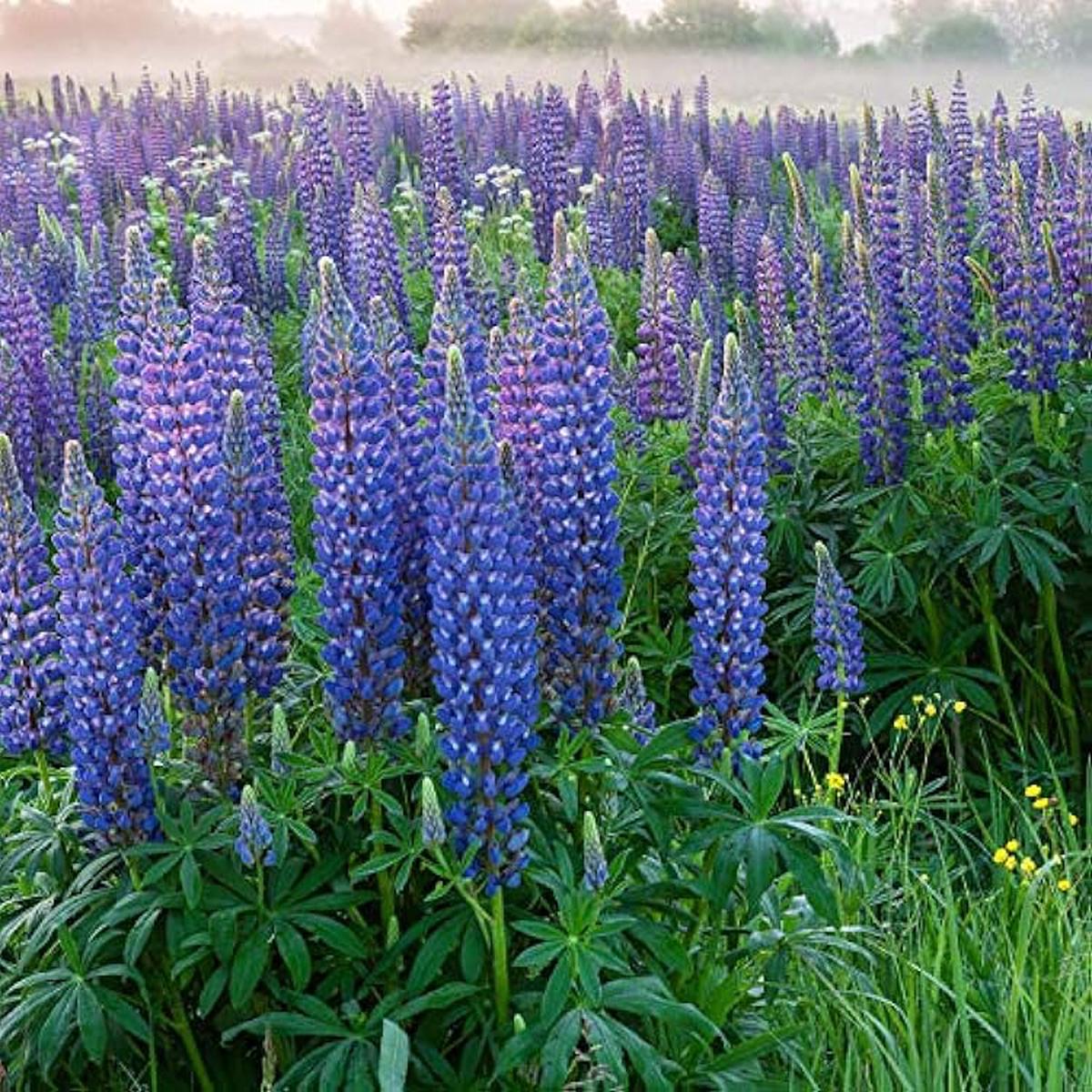 Lupine Wildflower Seeds Blue for Planting Heirloom, Non-GMO, Pollinator-Friendly, Perennial