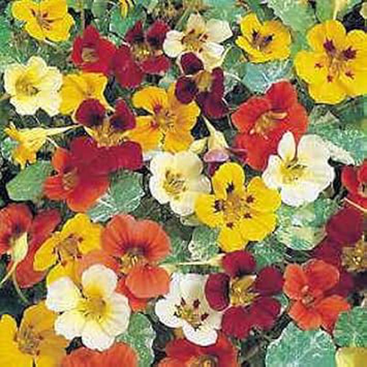 Mix Nasturtium Flower seeds for Planting - Pollinator Friendly, Heirloom & GMO Free Seeds for Home Garden