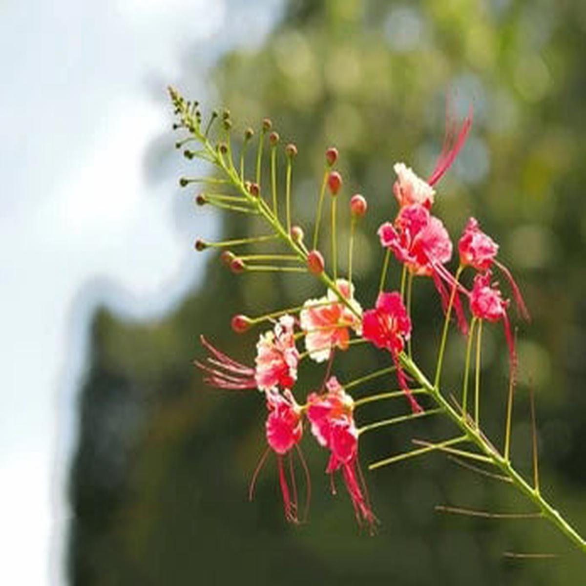 Mixed Caesalpinia Flower Seeds for Planting Bright Blooms, Heirloom, Non-GMO Seeds for Home Garden