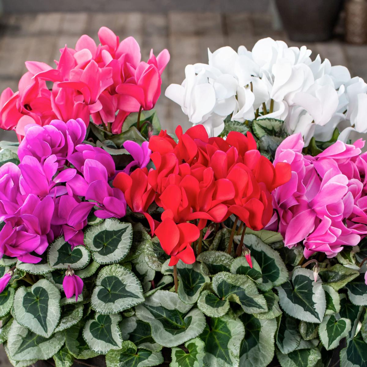 Mixed Color Cyclamen Flower Seeds for Planting Heirloom, Non-GMO, High Germination Winter Blooms for Pots & Shaded Gardens